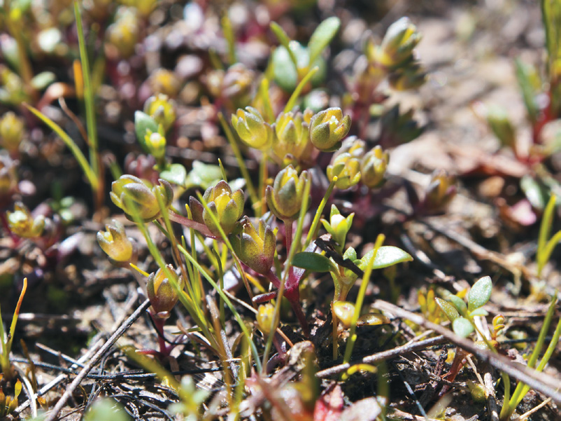 Photograph of small herbaceous plant