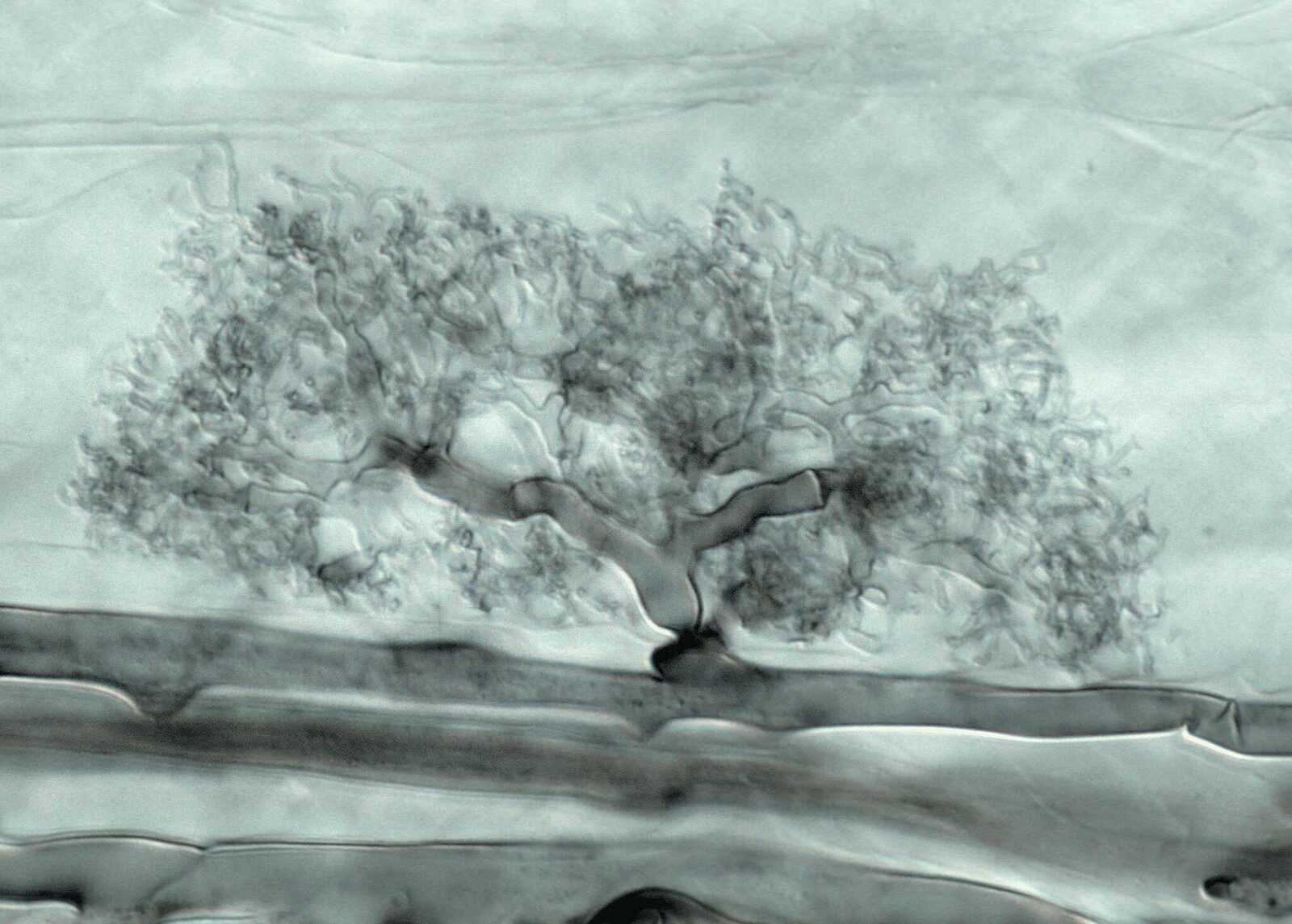 A color image of an arbuscule in a plant cell.