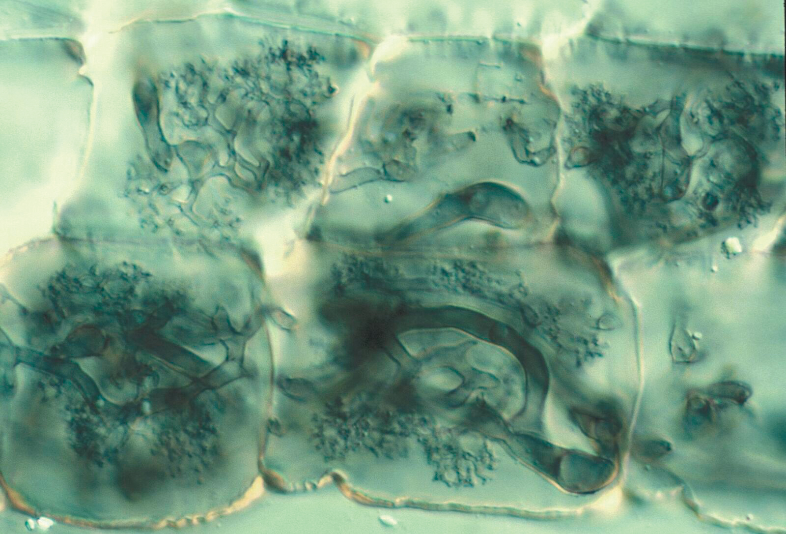 A color image of plant cells.