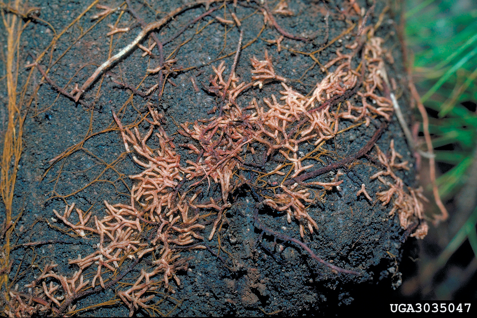 A color photo of conifer roots.