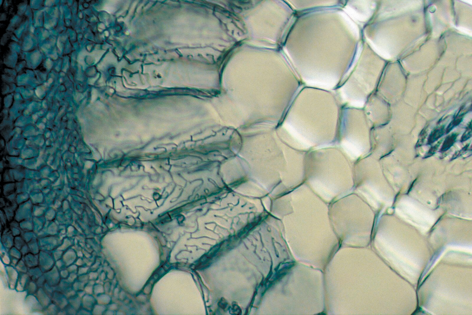 A color image of poplar root cells.