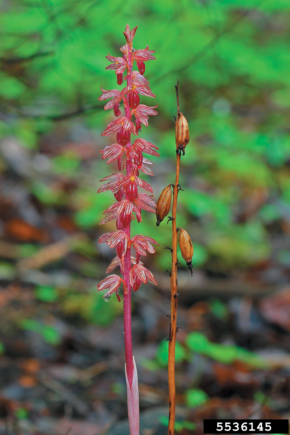 A color photo of hooded coralroot.