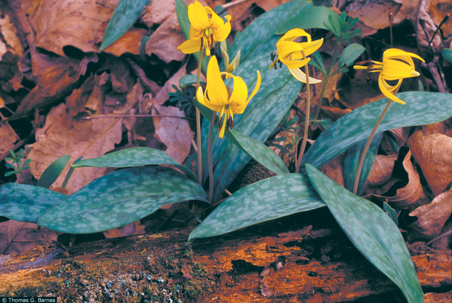 A color photo of yellow trout lilies.