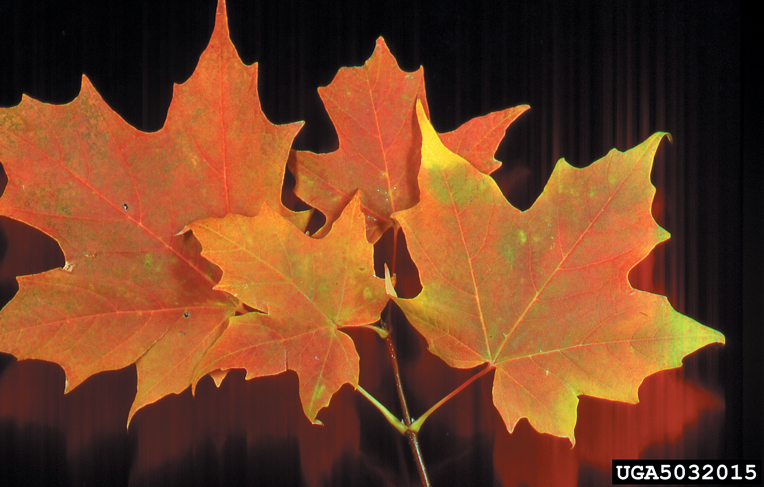 A color photo of sugar maple leaves.