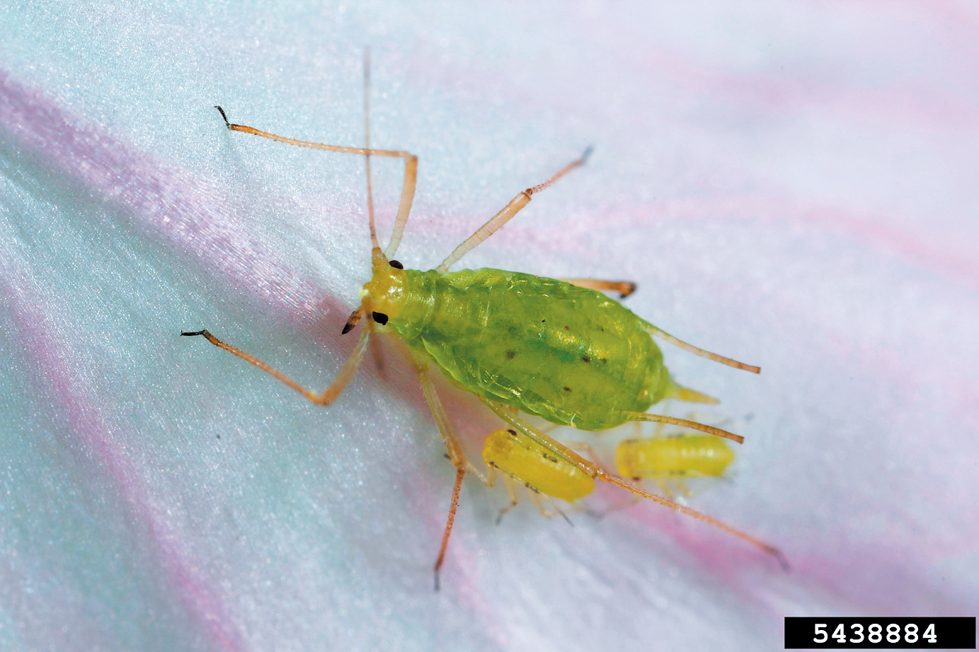 A close-up color photo of an aphid.
