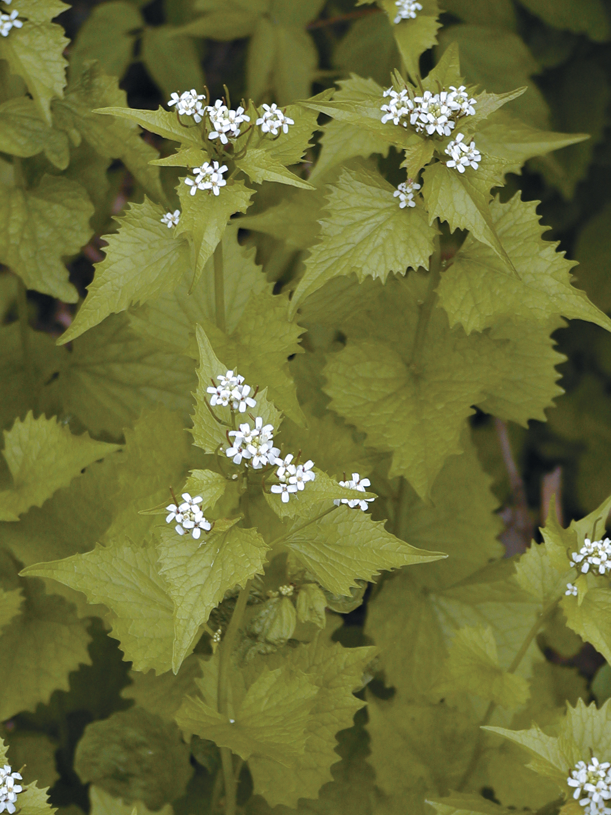 Garlic mustard: pale green, spiky leaves with small white flowers