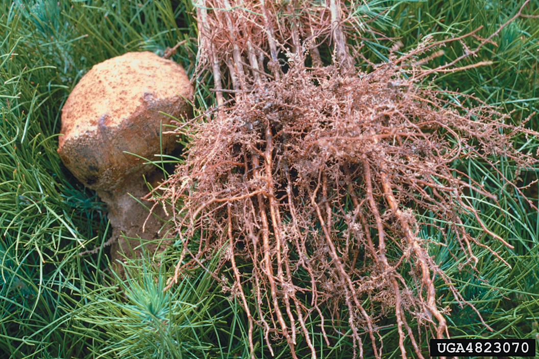 A color photo of pine roots placed beside a fungus.