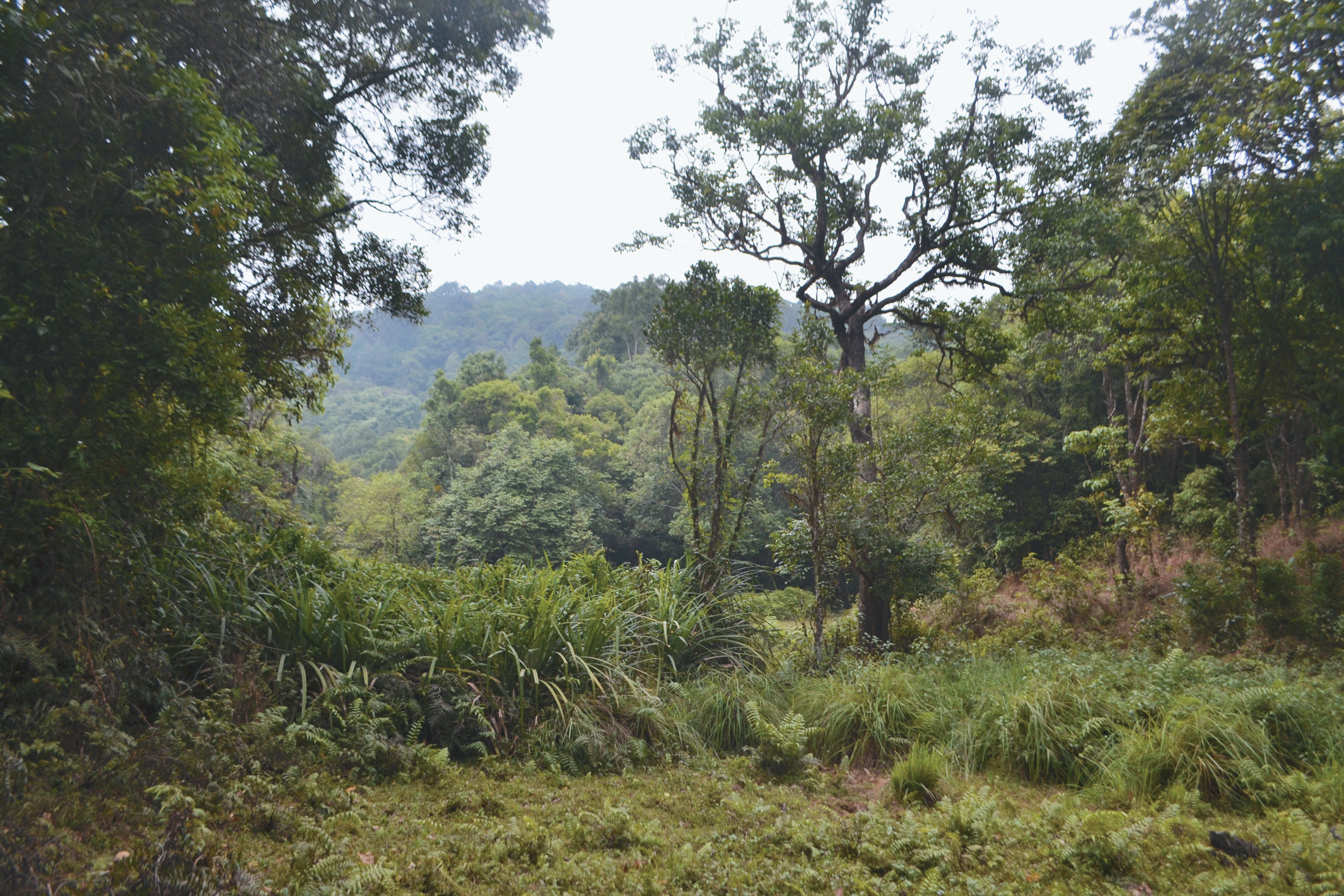 A color photo of a forest landscape.