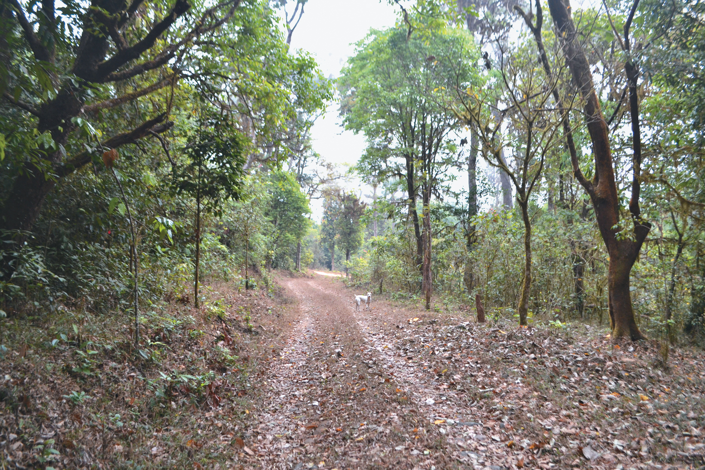 A color photo of a set of tire tracks in a forest.