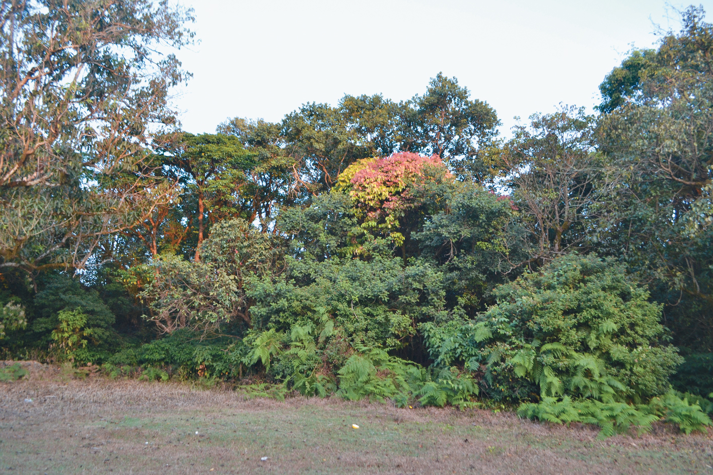 A color photo of the boundary between a forest and a field.