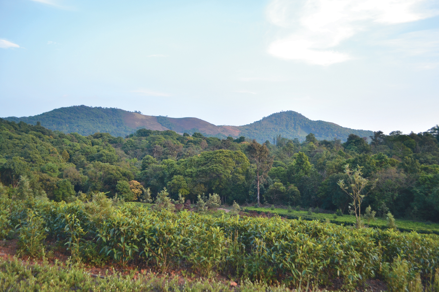 A color photo of a farming field near a forest.