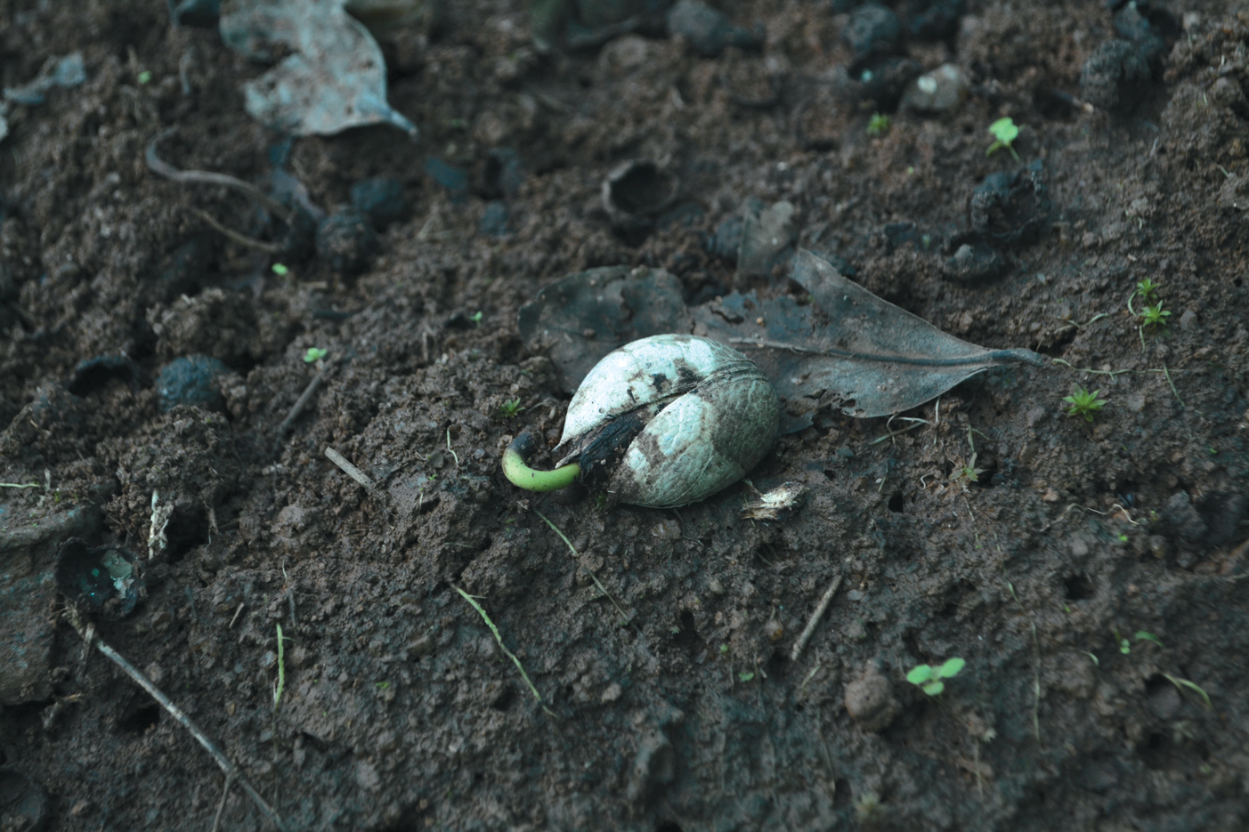 A color photo of a germinating seed.