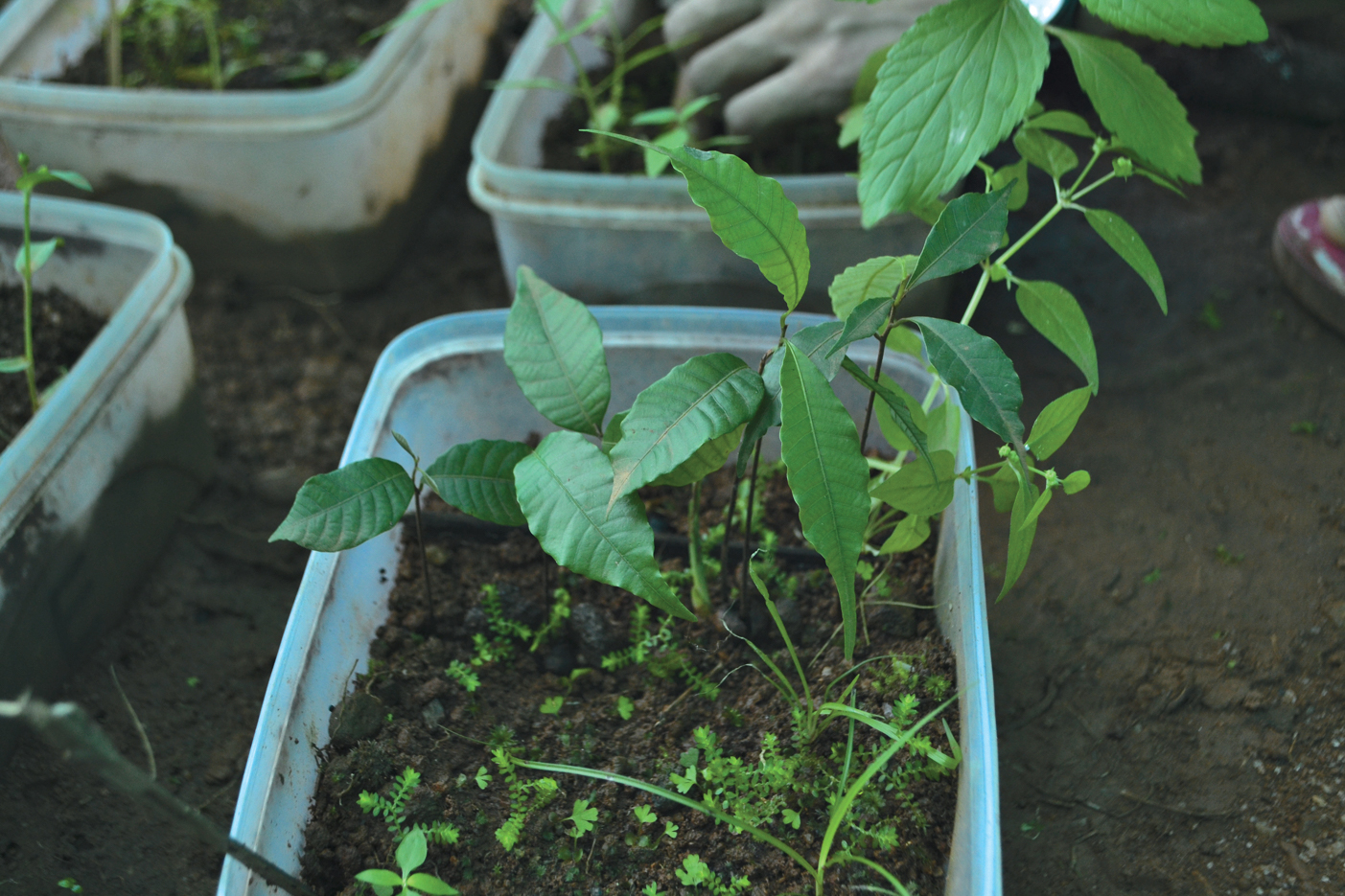 A color photo of seedlings in a greenhouse.