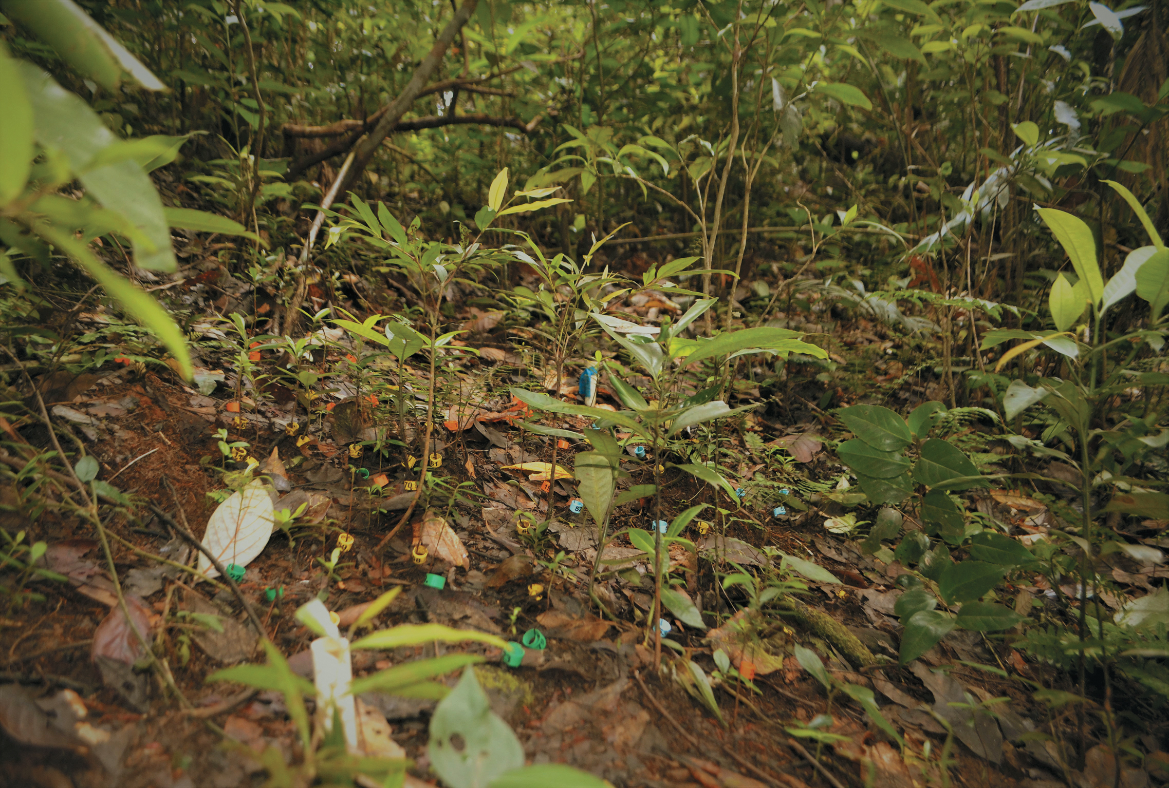 A color photo of a forest floor.