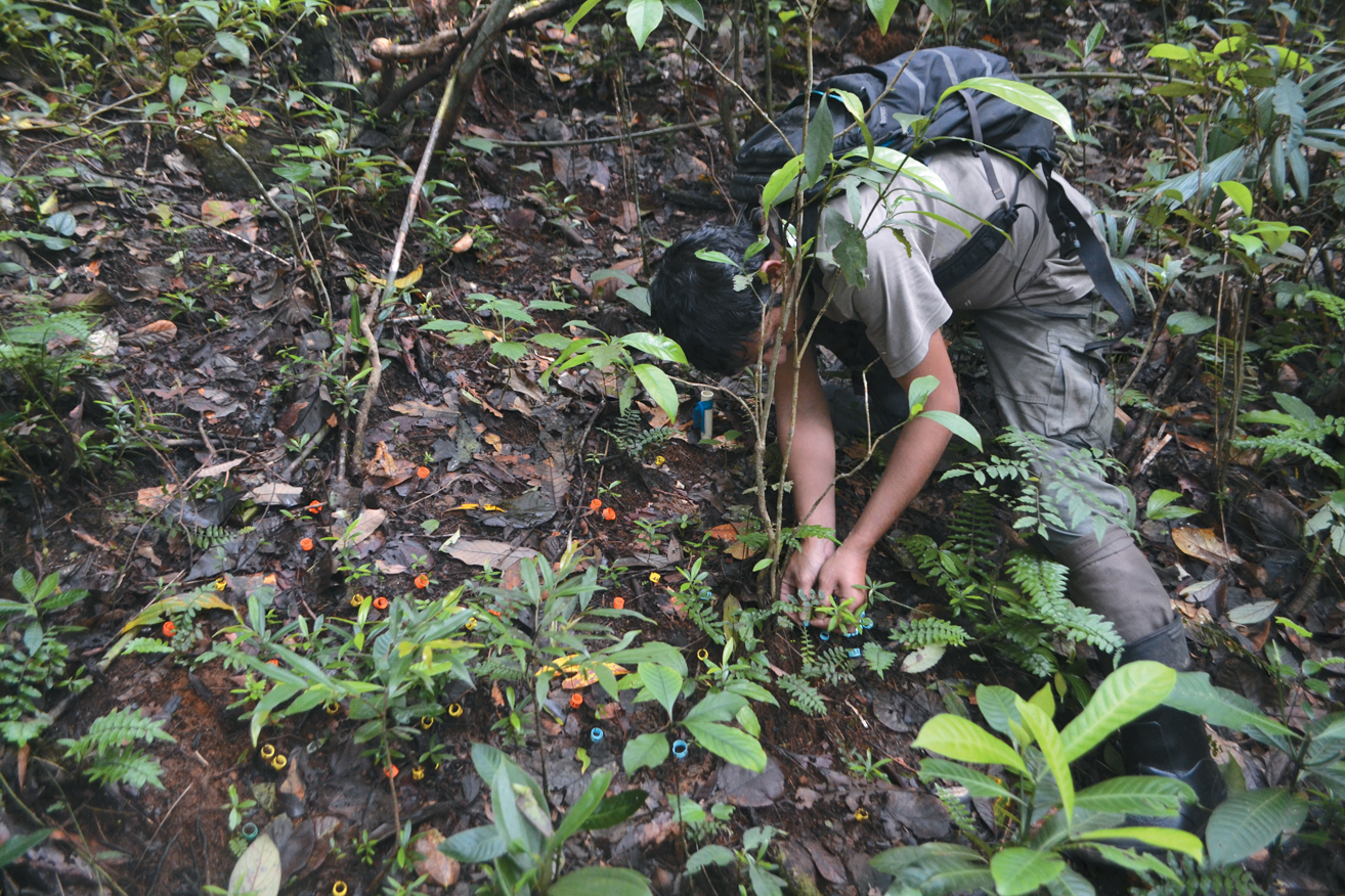 A color photo of a person examining seedlings.