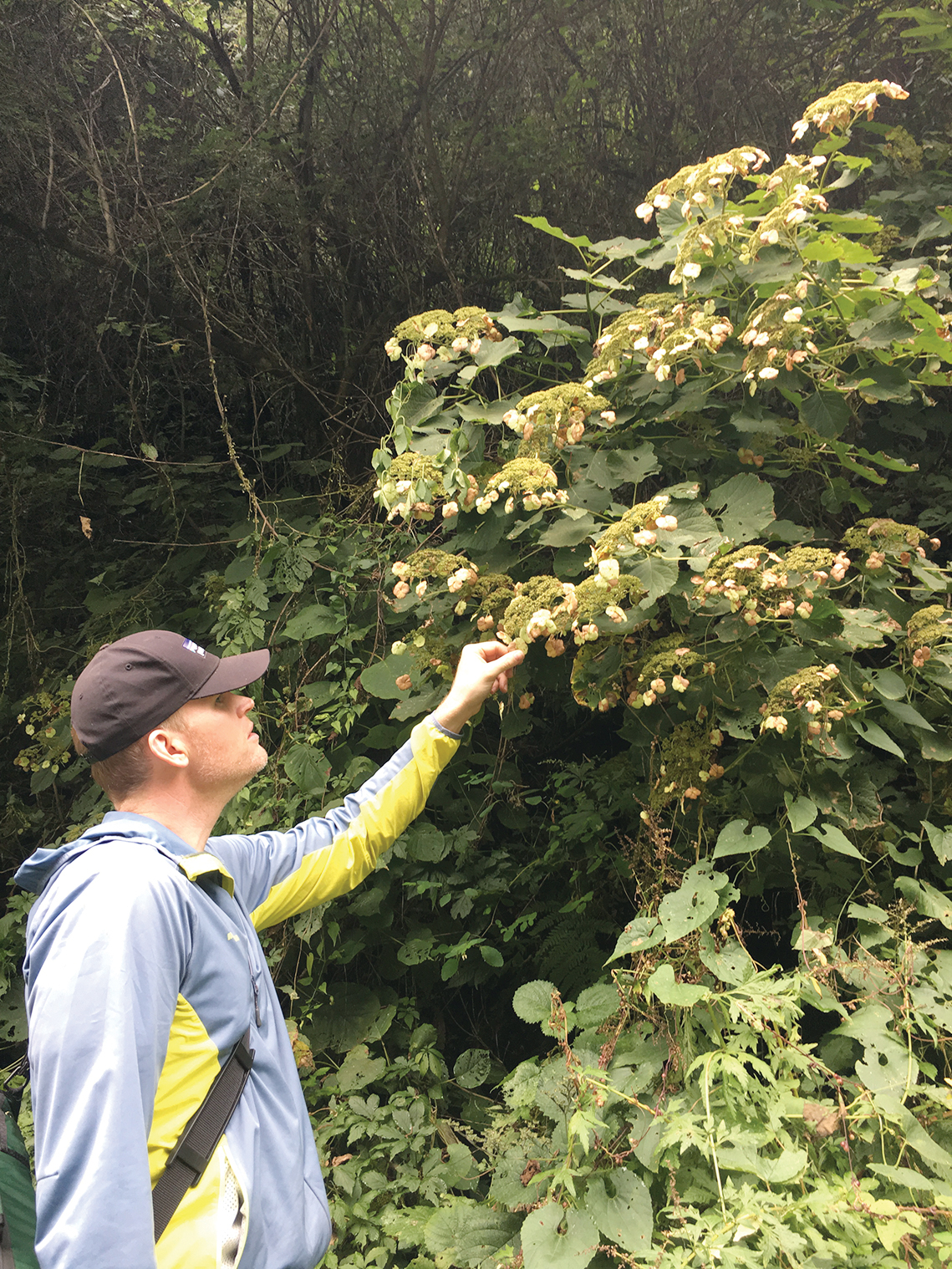 A color photo of a man standing near a hydrangea.