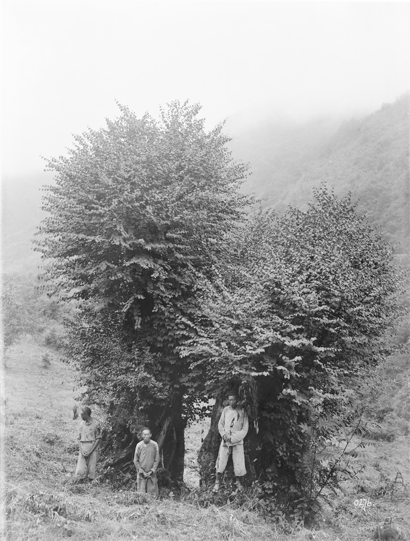 A black and white photo of three people standing by a large tree.