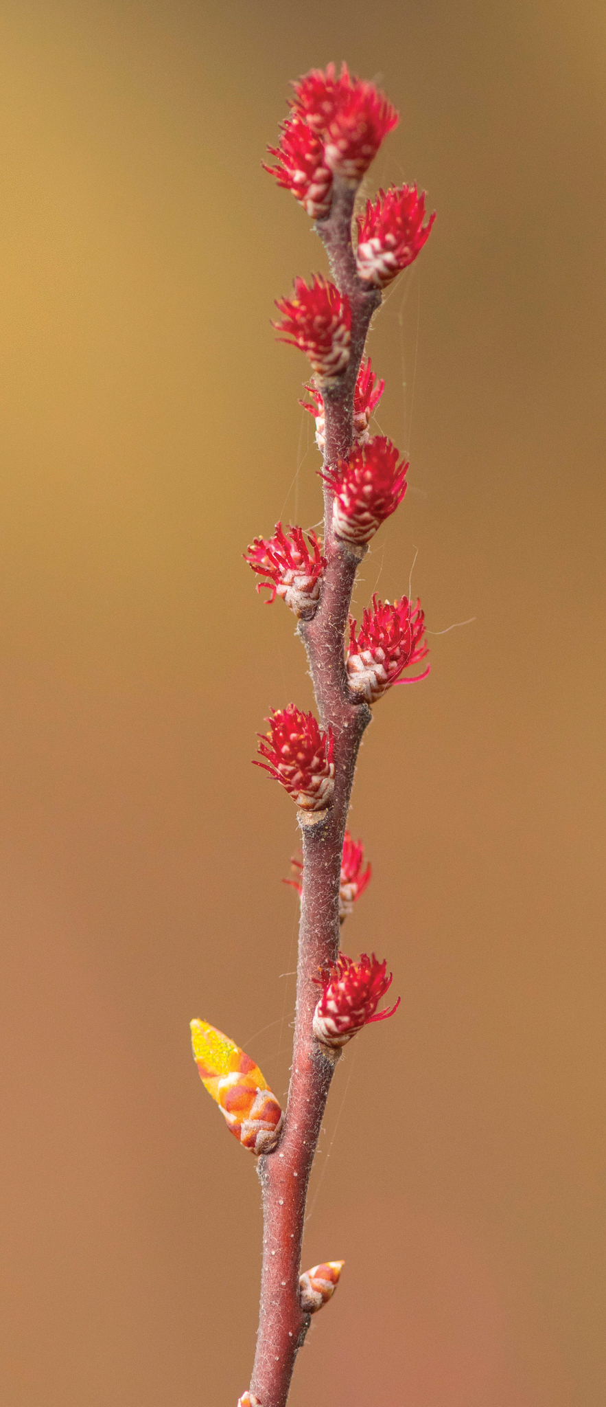 A color photo of low birch catkins.