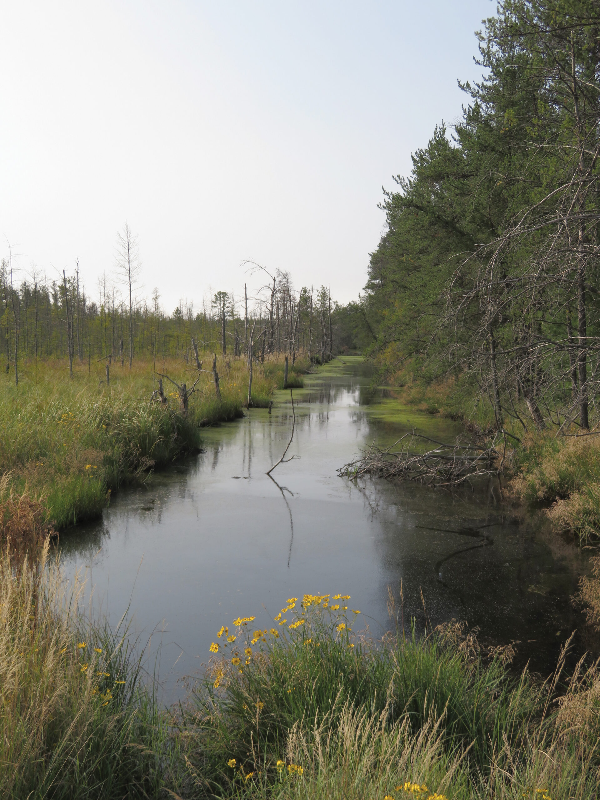 A color photo of a bog with low birches.