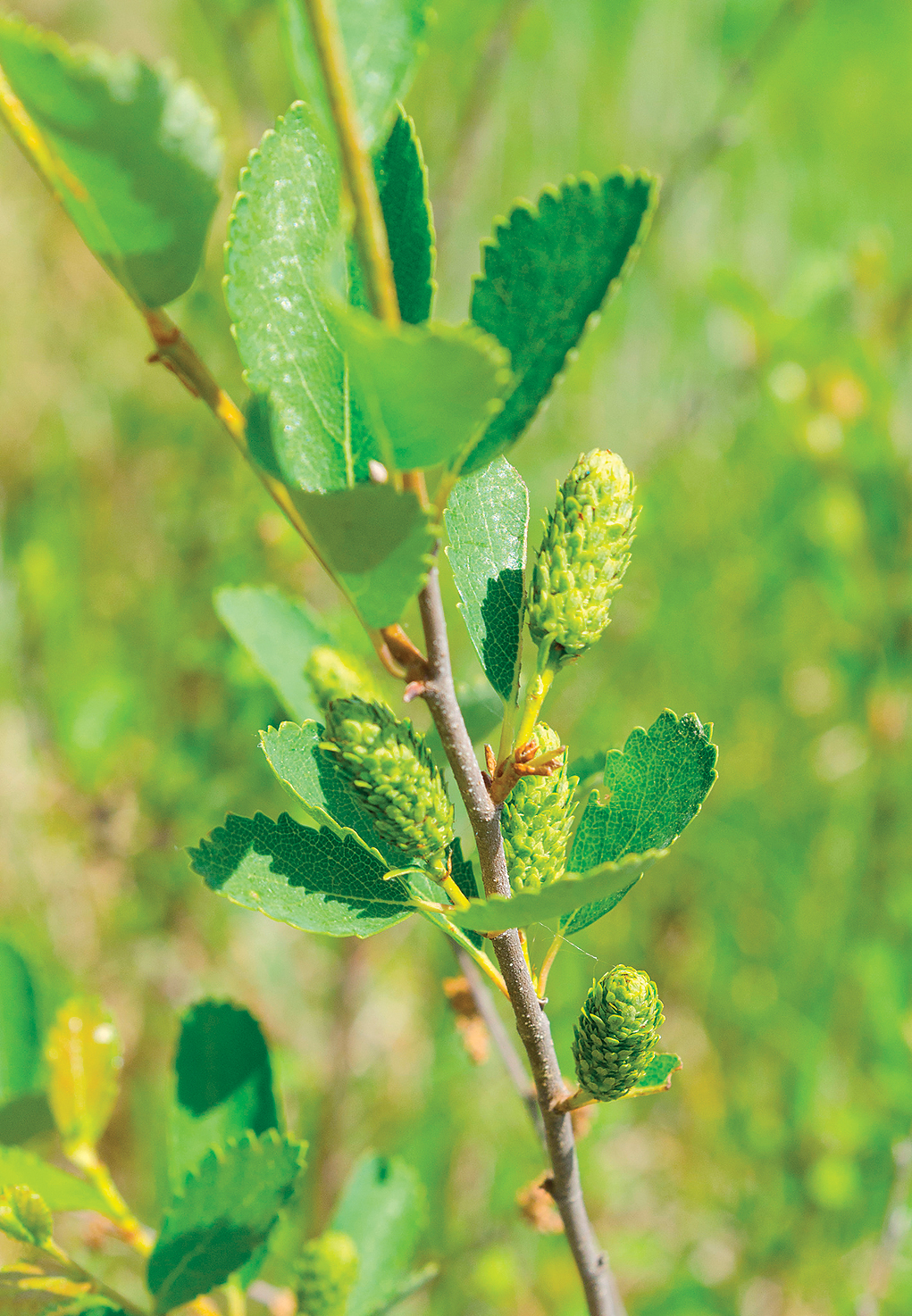 A color photo of low birch catkins.