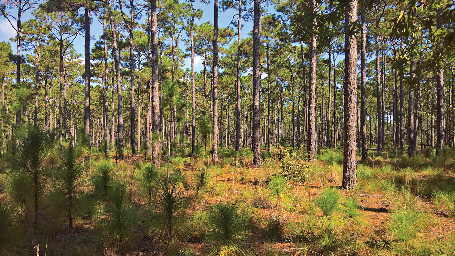 A color photo of a pine savannah.