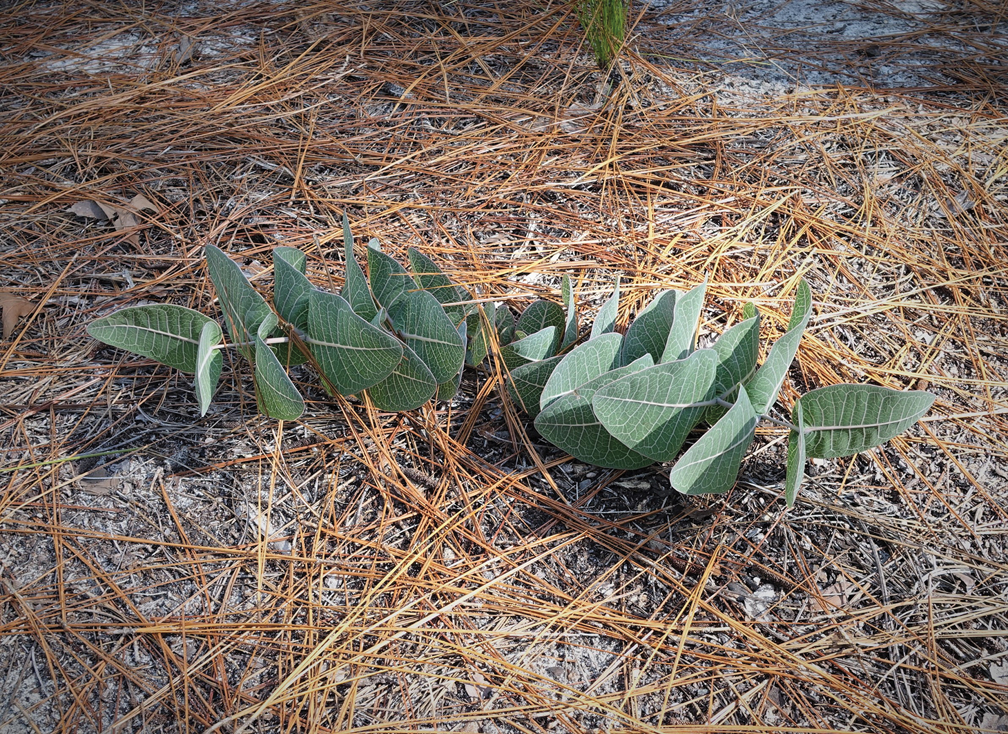 A color photo of a small milkweed plant.