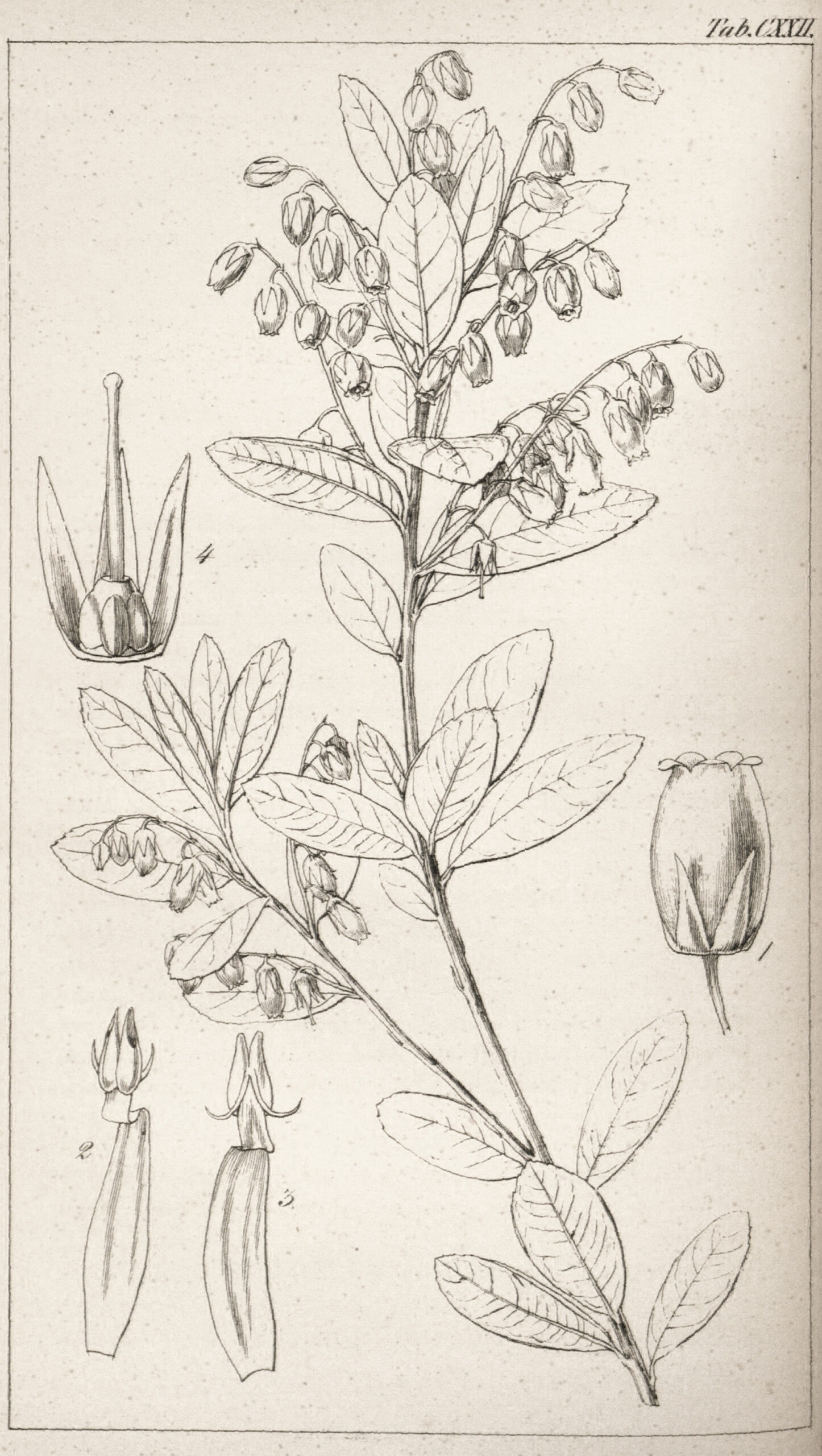 A black and white drawing of Pieris phillyreifolia.