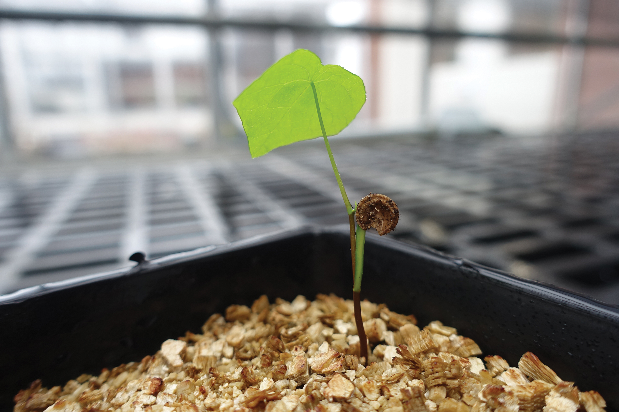A color photo of a moonseed plant, recently germinated.