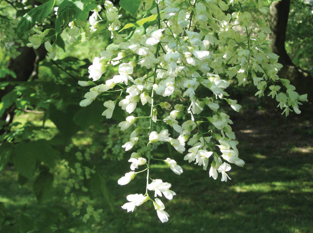 A color photo of yellowwood flowers.