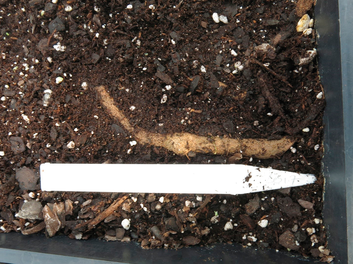 A color photo of a root cutting and a plastic tag buried in soil.