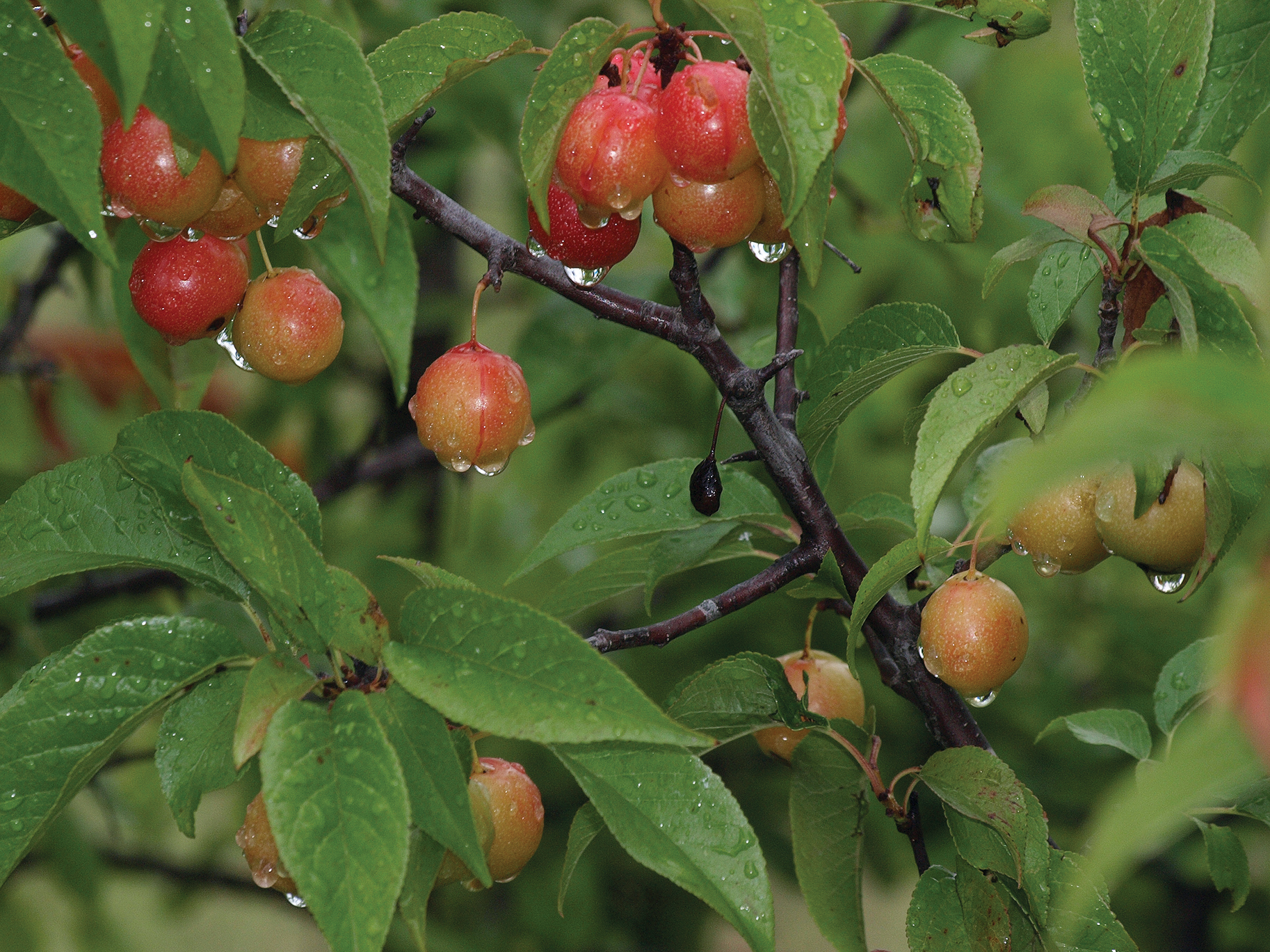 A color photo of the fruit of the Oklahoma plum.