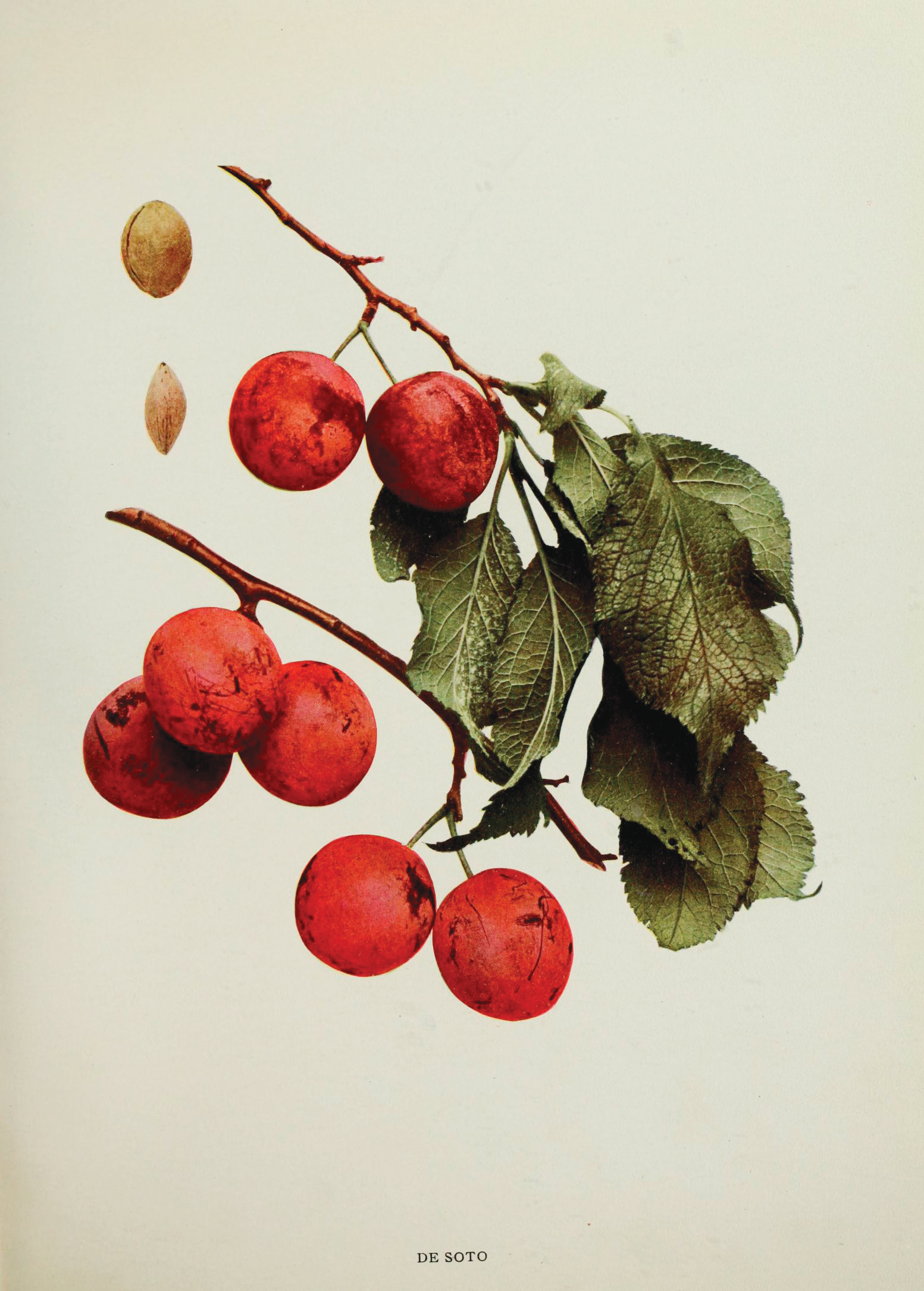 A color print showing American plum fruit and foliage.