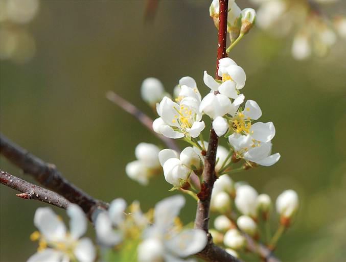A color photo of Prunus americana.