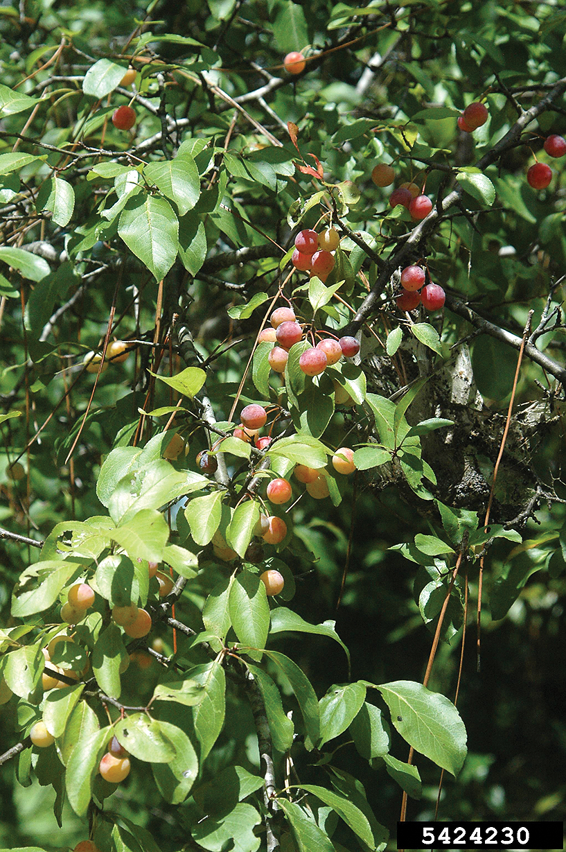A color photo of Prunus angustifolia.