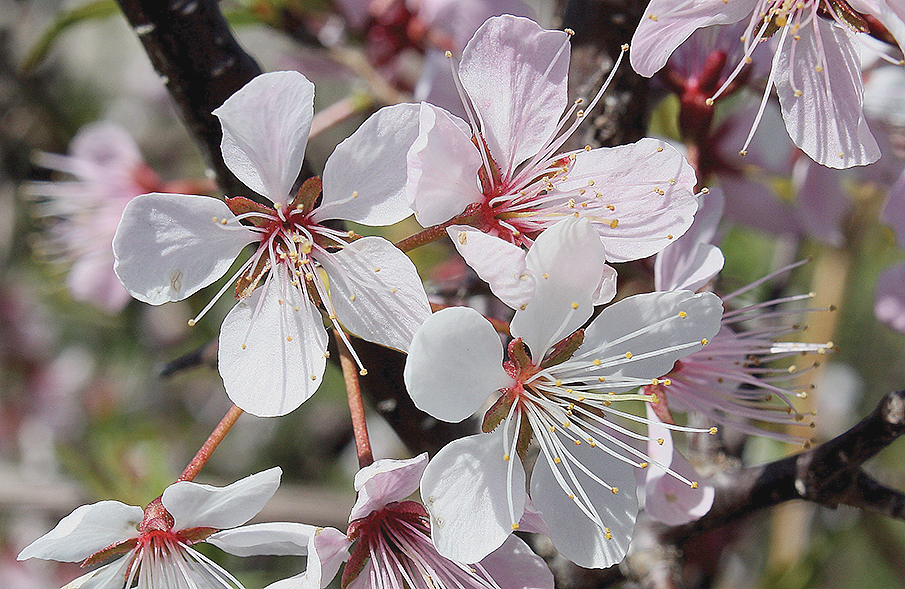 A color photo of Prunus nigra.