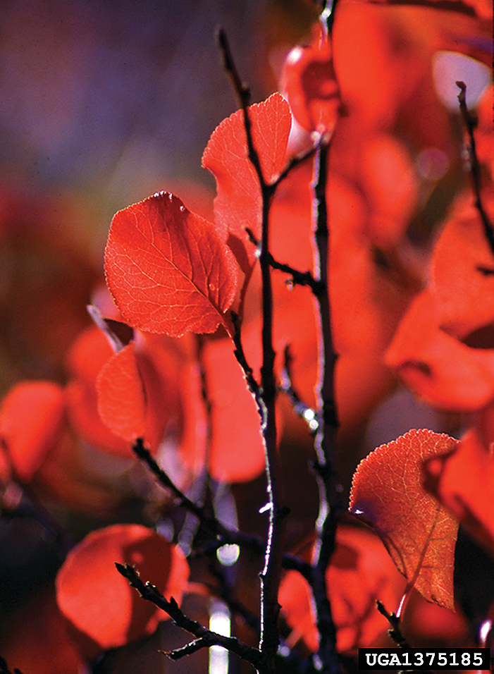 A color photo of Prunus subcordata.