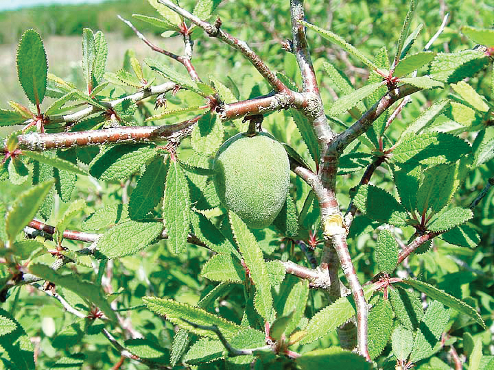 A color photo of Prunus texana.