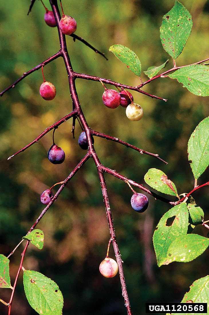 A color photo of Prunus umbellata.