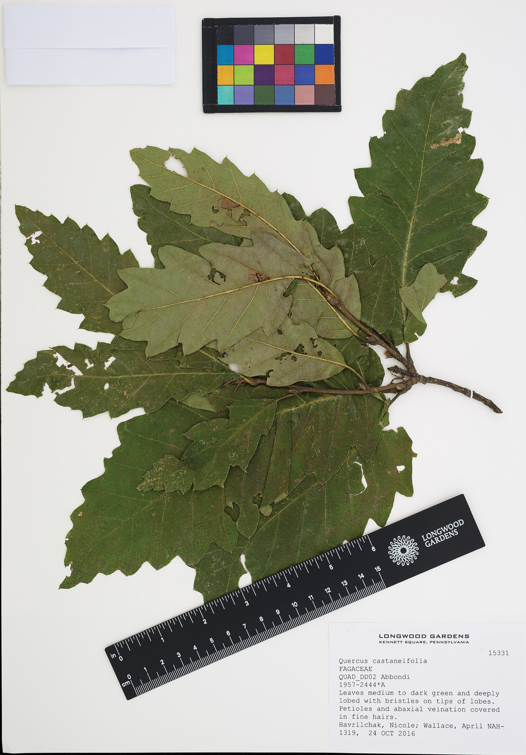 A color photo of an herbarium sample of Quercus castaneifolia foliage.