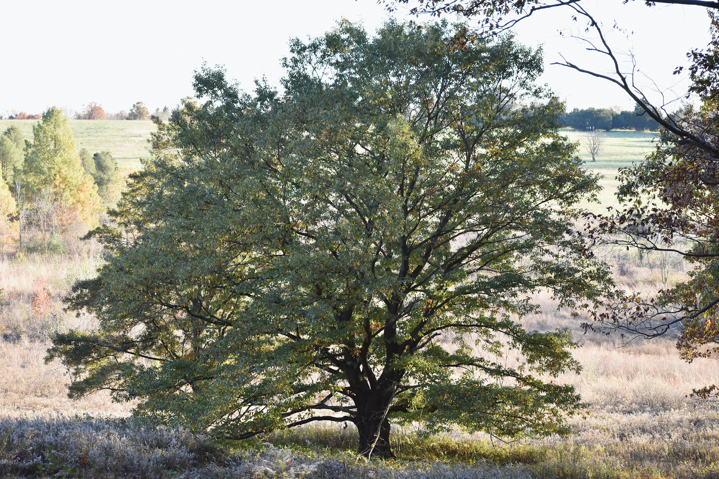 A color photo of a chestnut-leaf oak in a field.