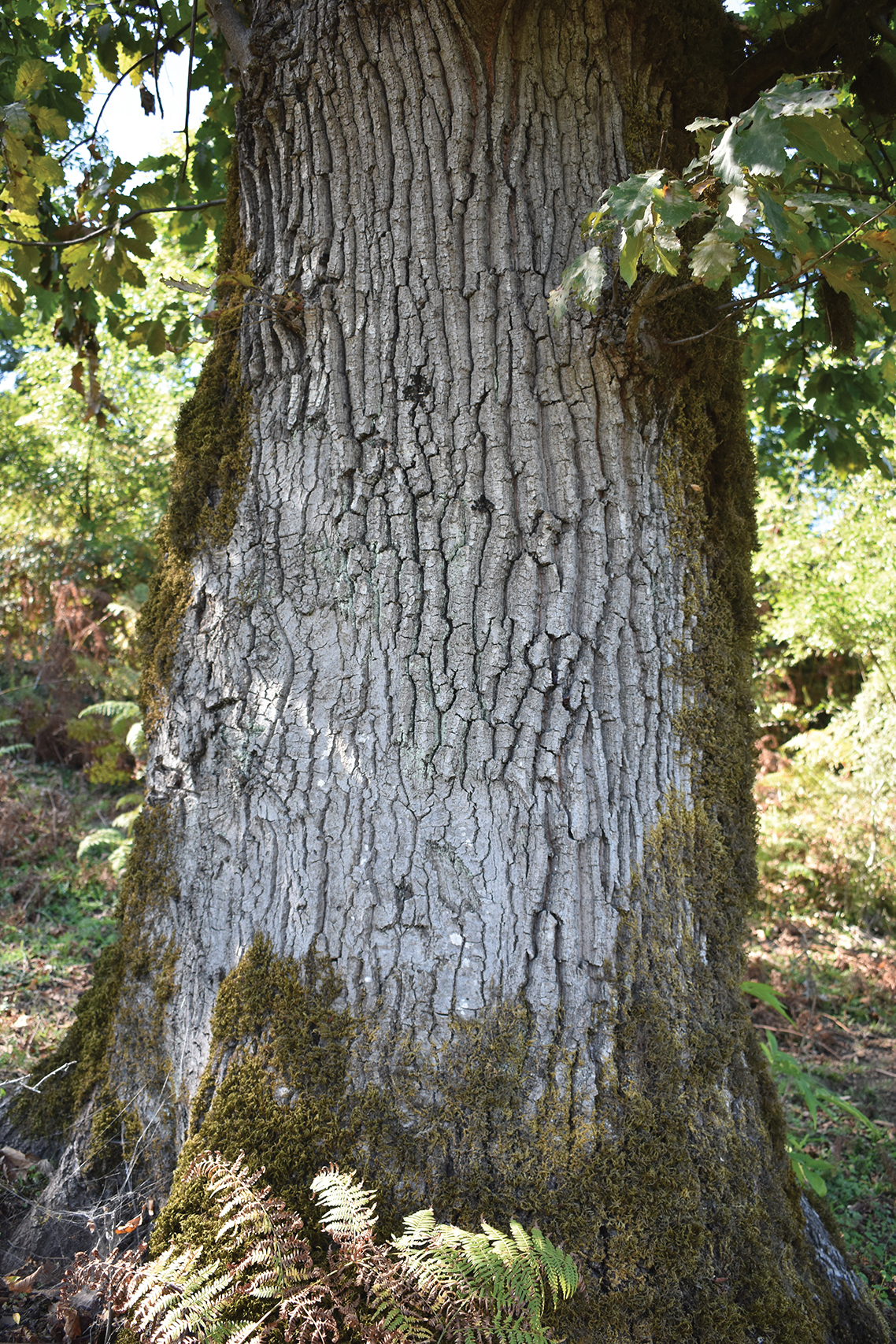 A color photo of a chest-nut leaf oak trunk.