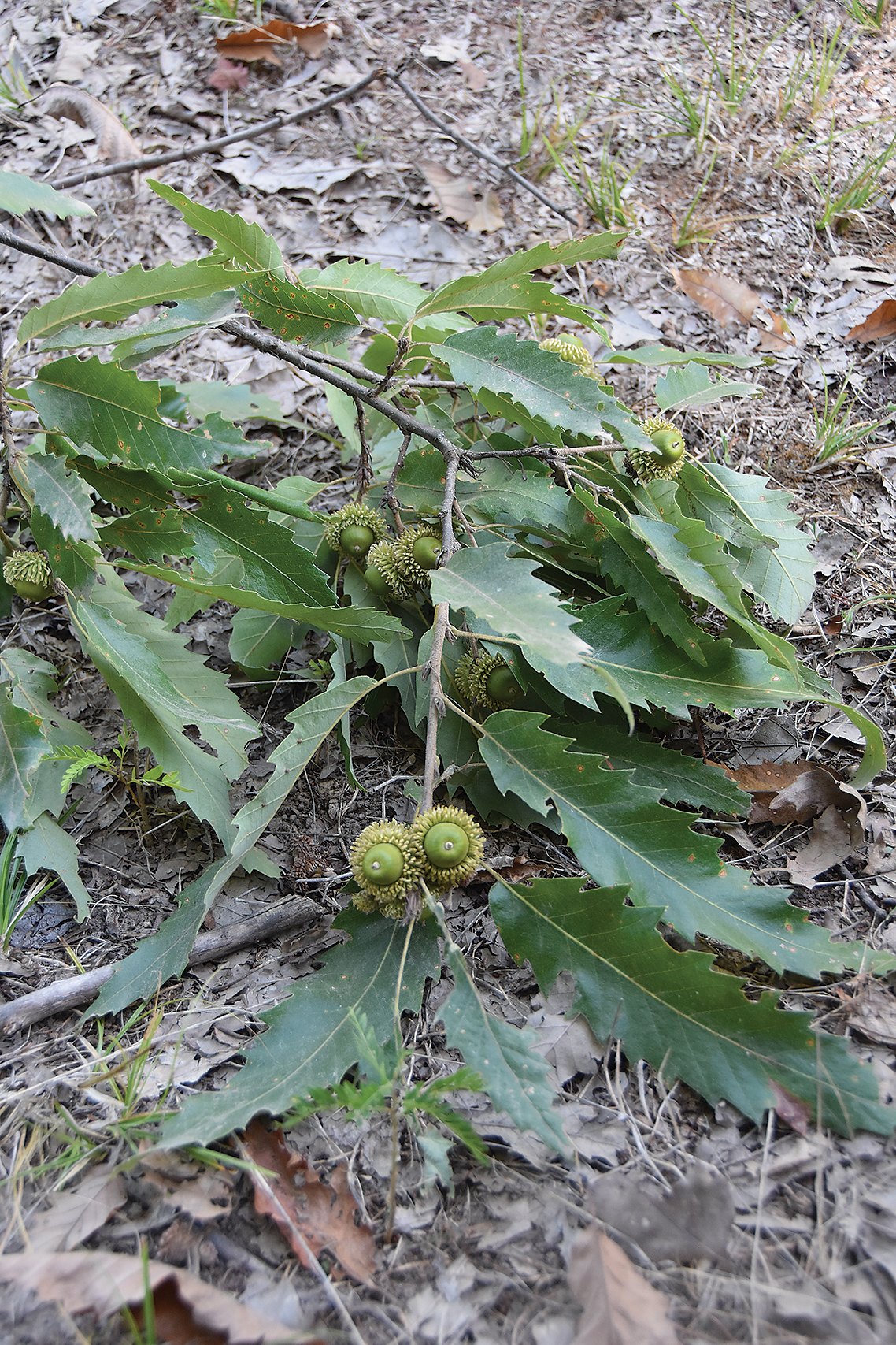 A color photo of a chestnut-leaf oak acorns and foliage.