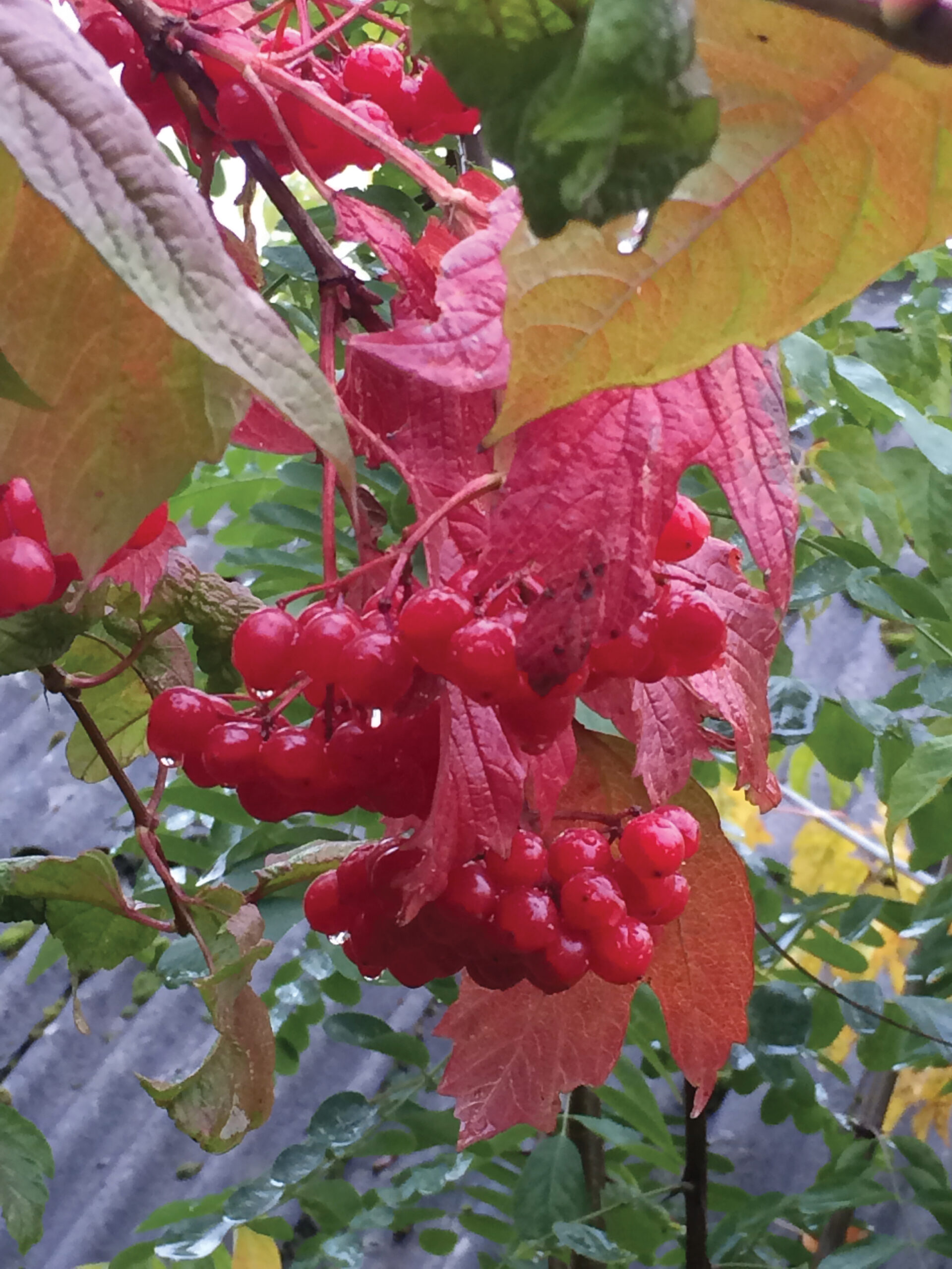 A color photo of Viburnum opulus fruit and foliage.