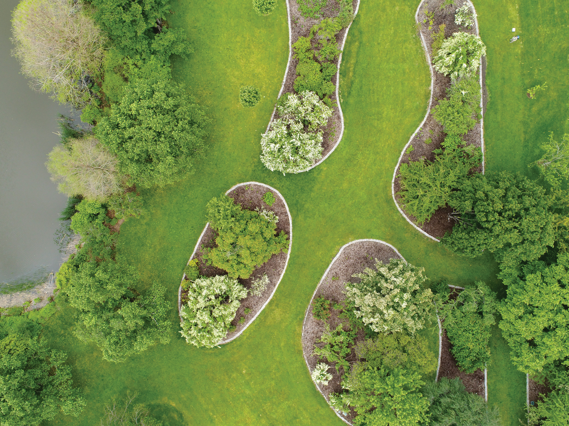 A color aerial photograph of rose beds.