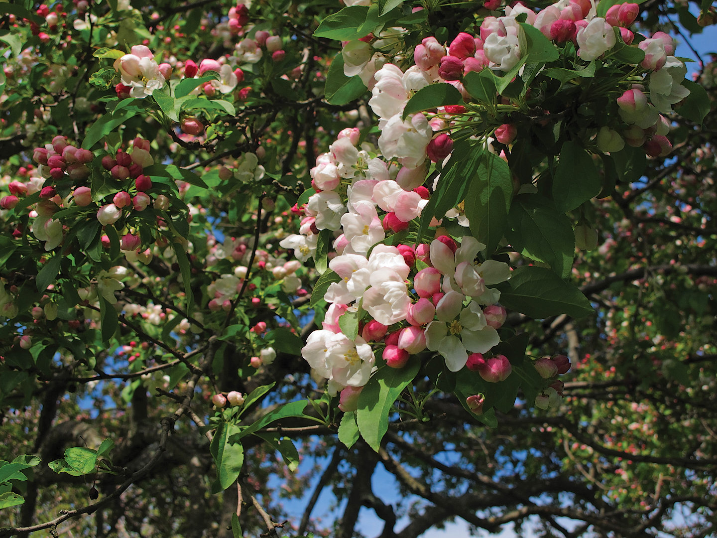 A color photo of crabapple blossoms.