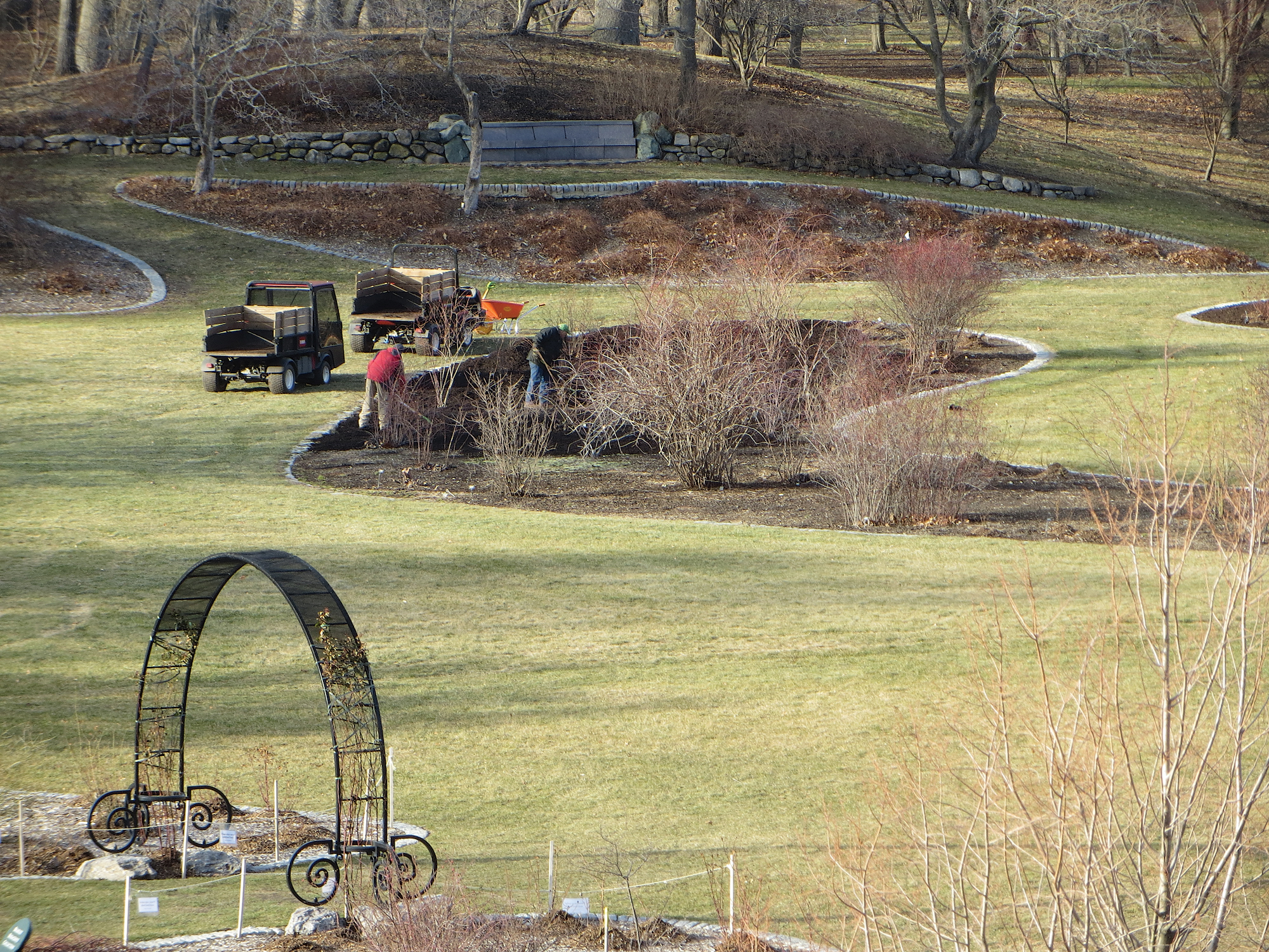 A color photo of horticulturalists mulching rosebeds.