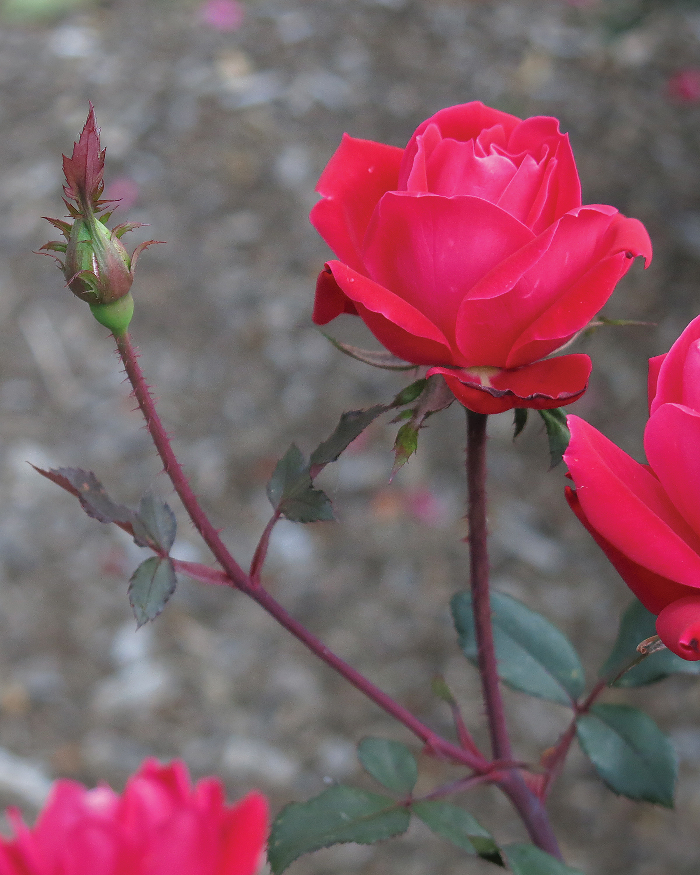 A color photo of a red rose.