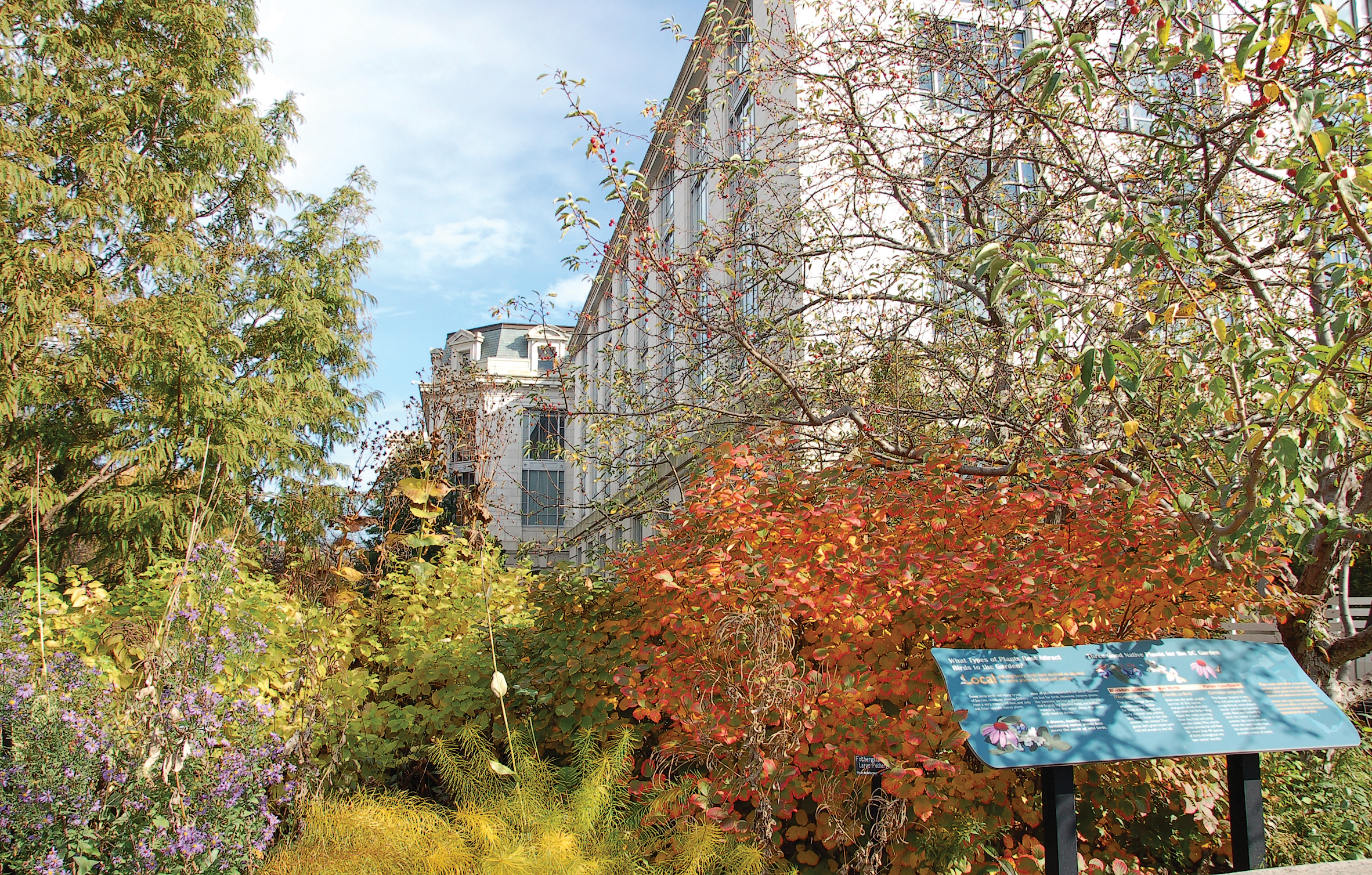 A color photo of the Urban Bird Habitat at the National Museum of natural History.
