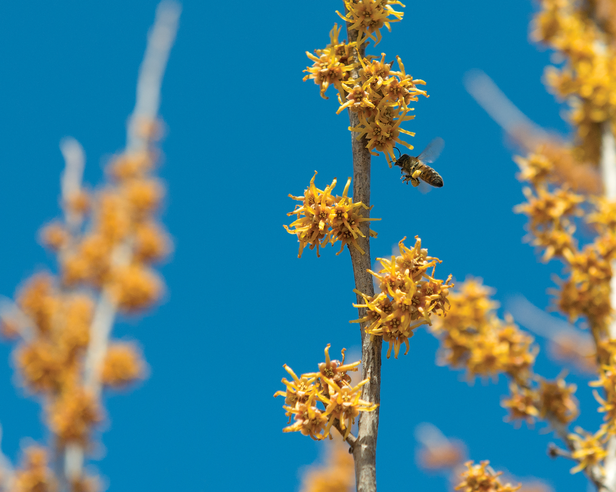 A color photo of a honeybee on a witch hazel blossom.