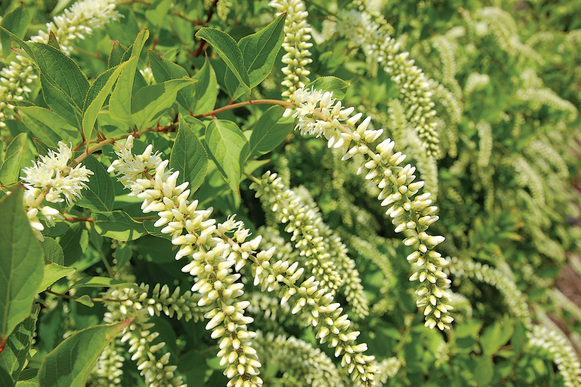 A color photo of Virginia sweetspire blossoms.